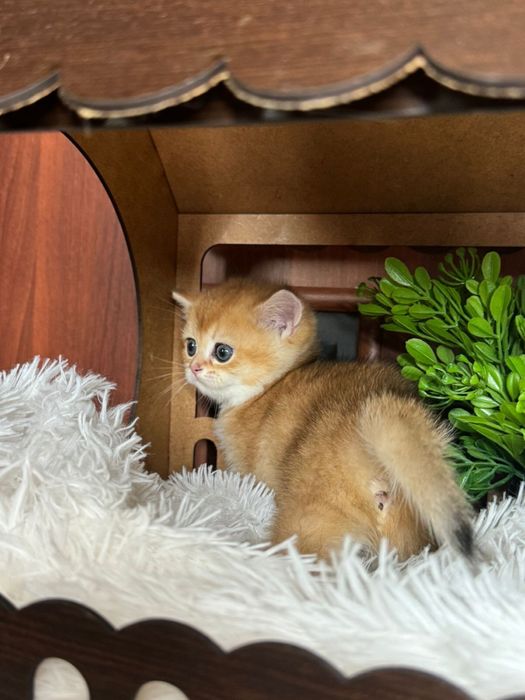 Шишиллы маалышии золтые