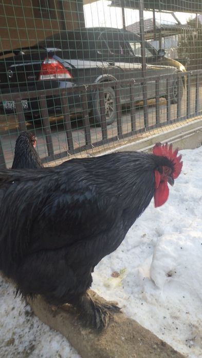 Кохинхины петухи