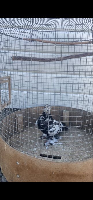 Голуби молодой сочь двух чубый