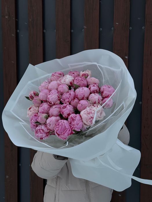 Пионы оптом пионы голландия