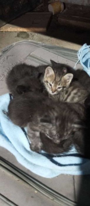 Отдам Даром. Мехрибон колларга берилади.