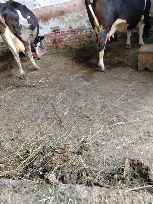 Vaca bălțată 6 ani