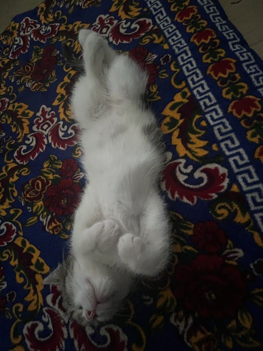 Котенок бесплатно