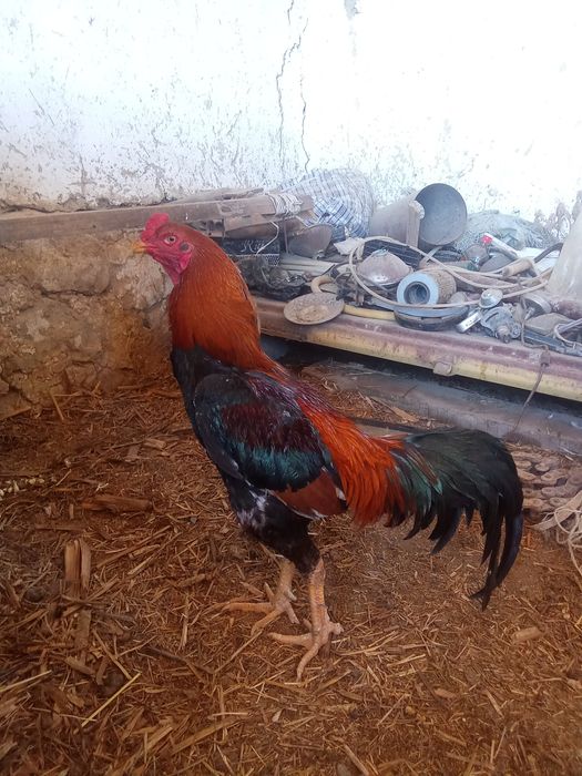 Дакан қораз сатылады