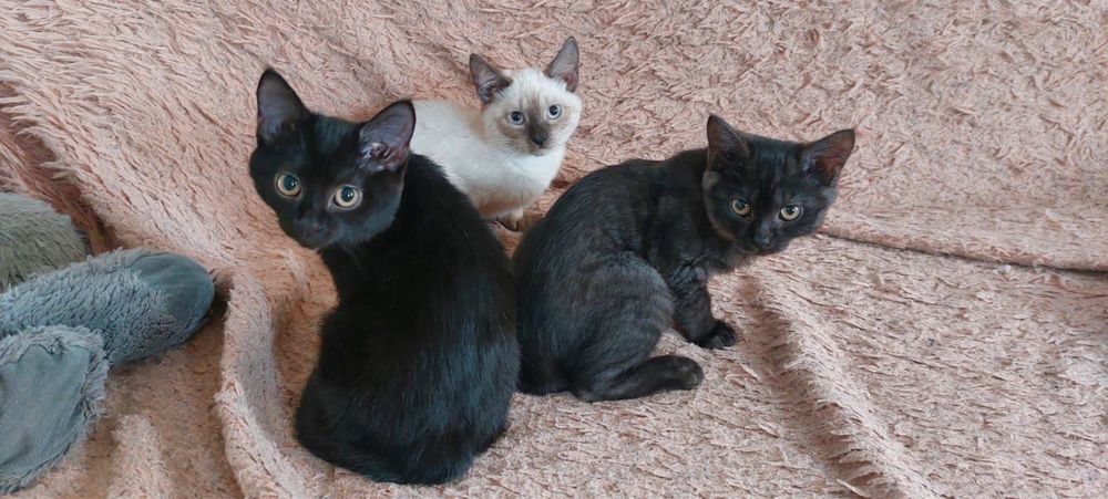 Отдам котят в добрые руки