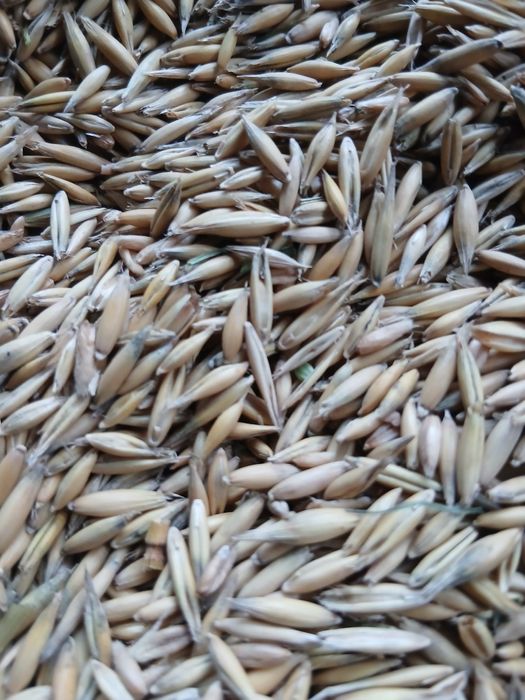 Orz de toamna si ovaz de vanzare