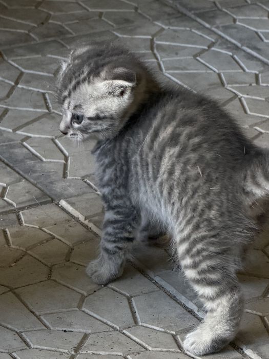Животные котята Шотландские вислоухие