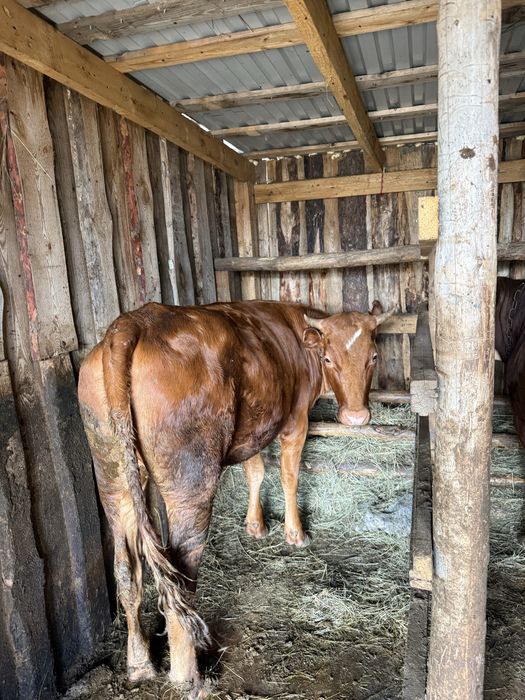 Продам откорм быка и телку