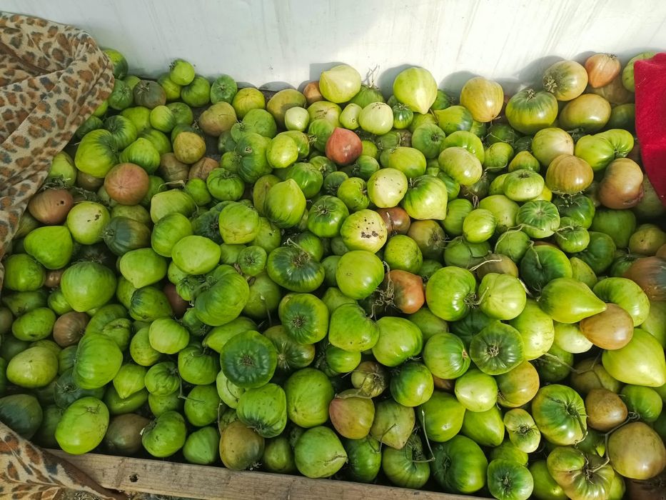 продам зелёный помидор на за сольку