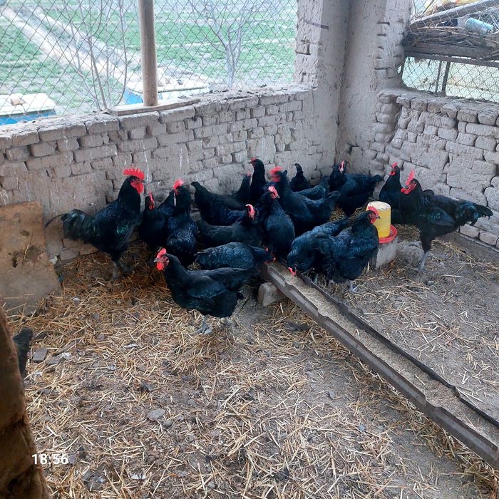 Qora shahzoda  tuxumlari sotiladi.