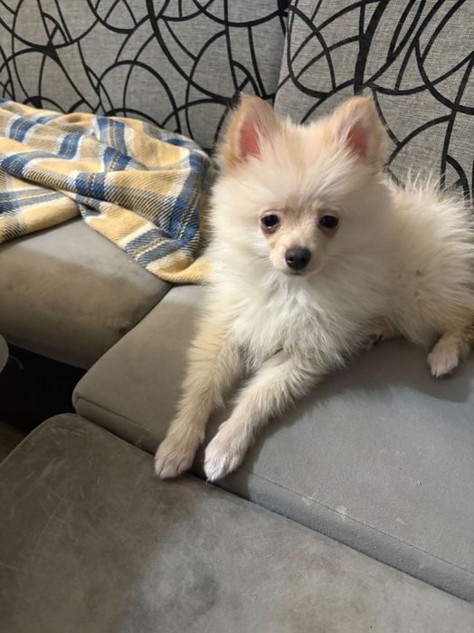 Померан-шпиц цена по договаряне