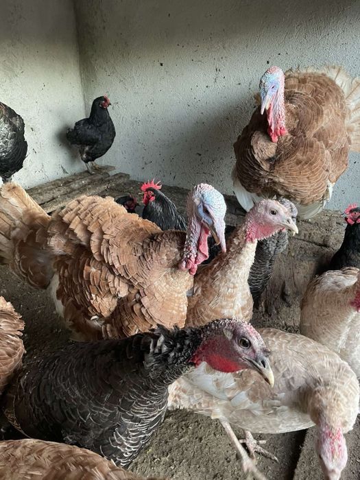 Продавам пуяци и пуйки