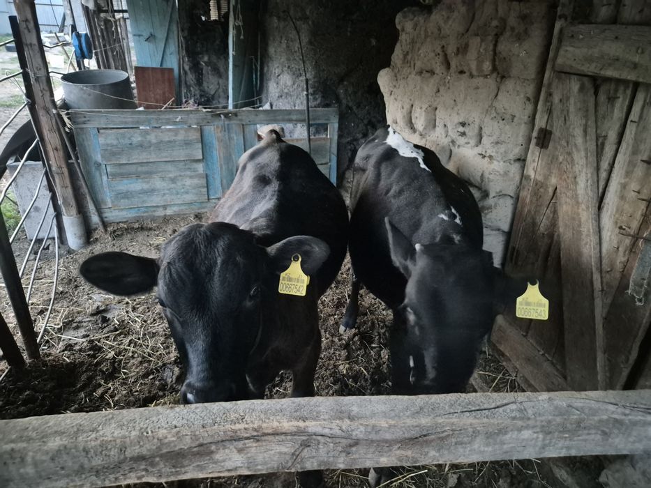 Продам коров с теленками.
