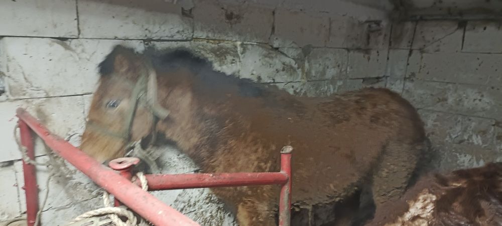 Продам бычка и тая