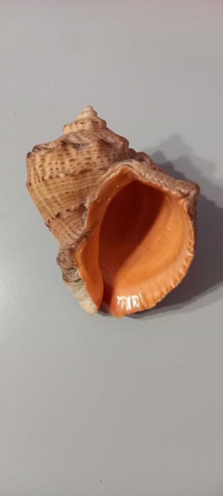 Раковина морская