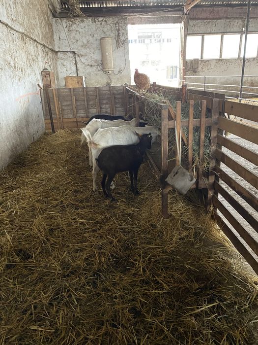 Пръчове Мурсияна Гренадина