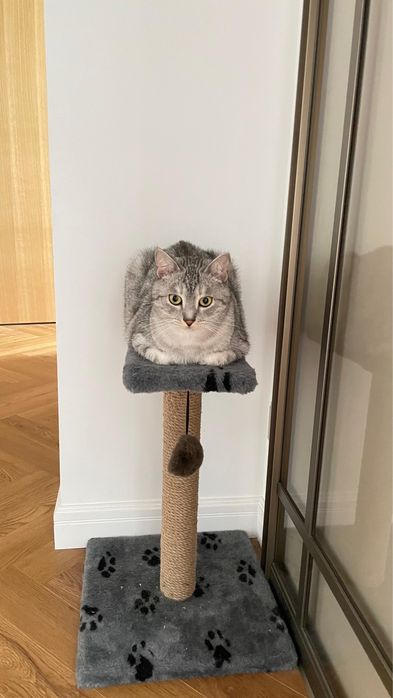 Шотландка, девочка