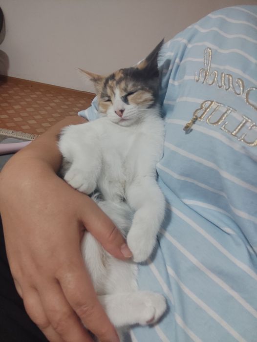 Котёнок отдам даром