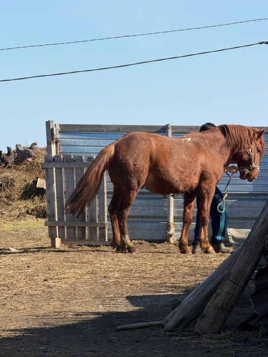 7 летка конь  красный