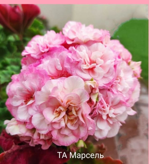 Герань. Пеларгония сортовая от 2000