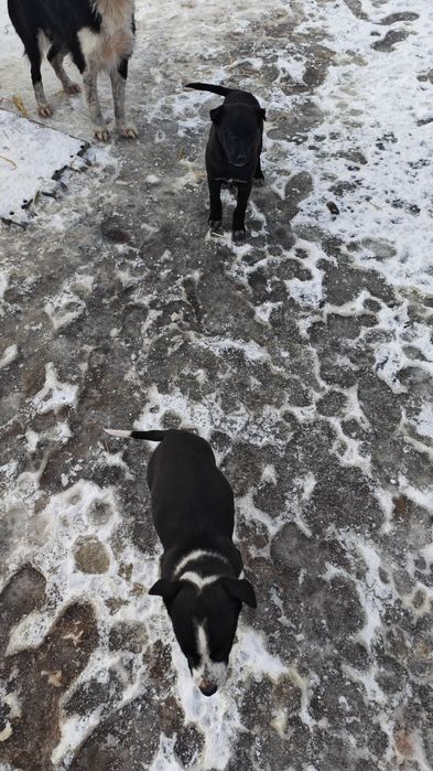 Donez 4 căței jucăuși