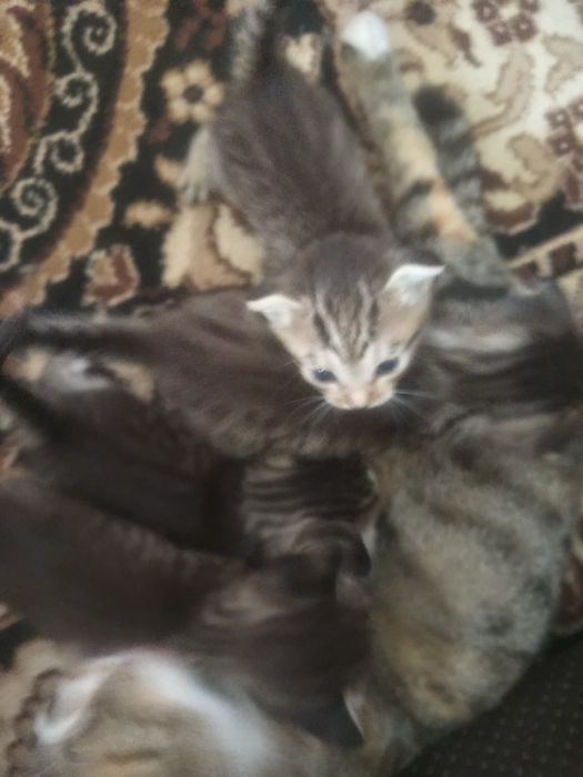 Вислоухие котята