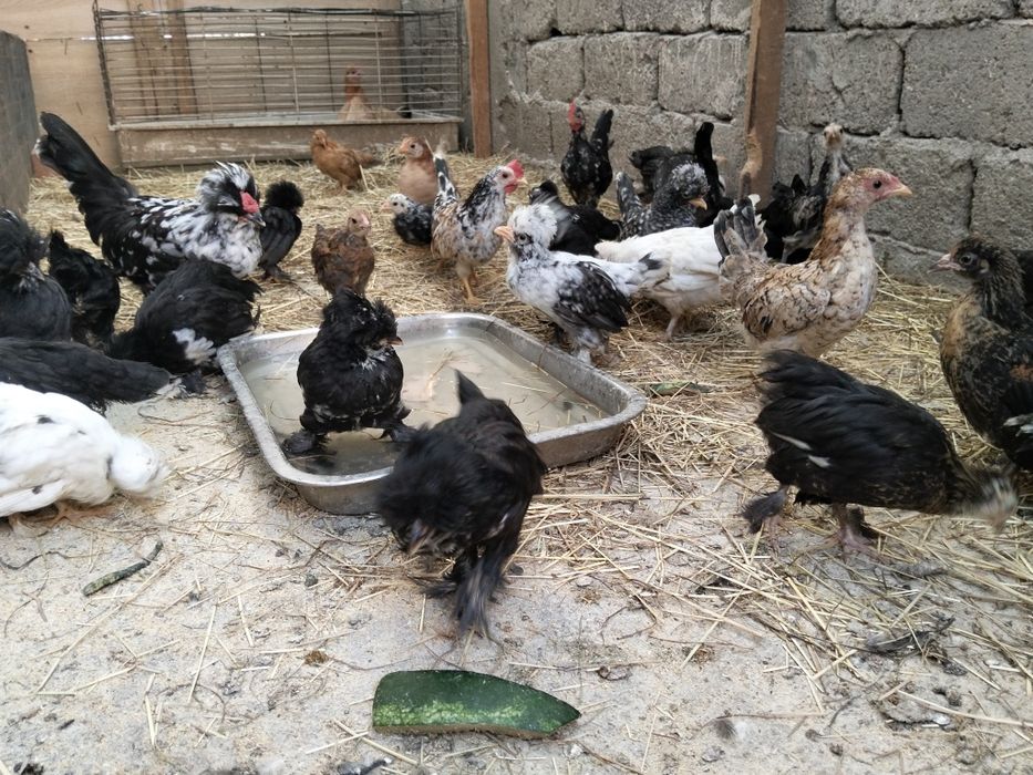 Pui de rasa struma bantam