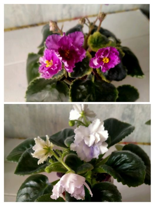Комнатные цветы фиалки, цветущие!!!