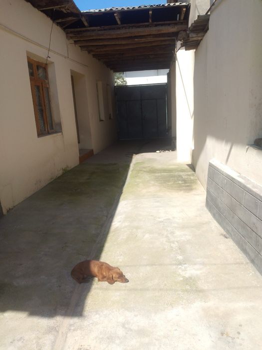 Soʻrchni sotilad narxini kelshmiza