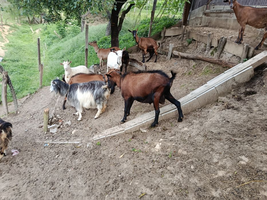 Țap Alpin Francez