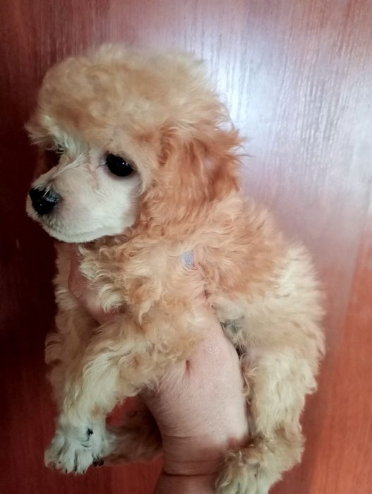 Мальчики Карликового (той) пуделя