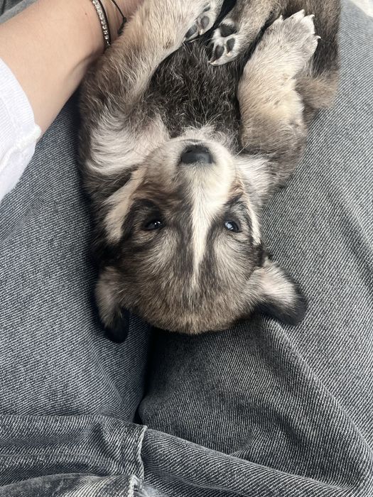 Щенки Алабая 2 месяца