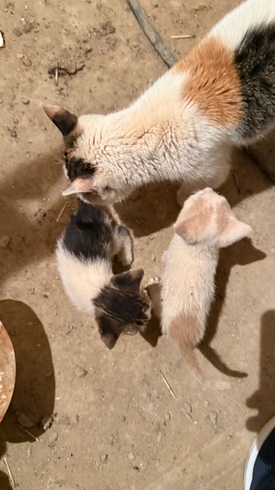 Отдам а хорошие руки