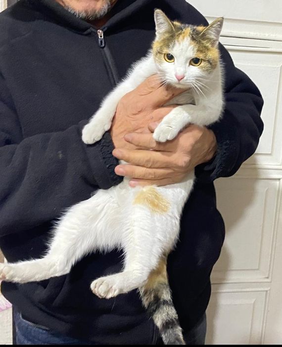 Отдам бесплатно в хорошие руки кошку.