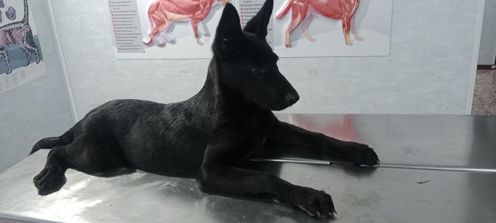 Продам щенка.Белгискую овчарка.