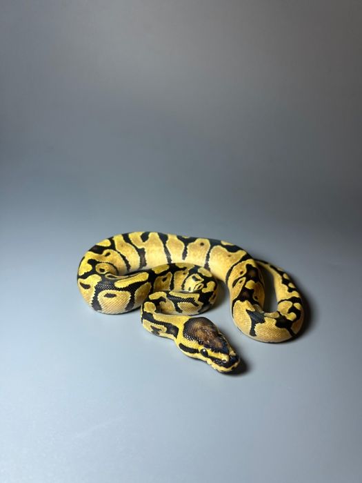 Королевский питон самки