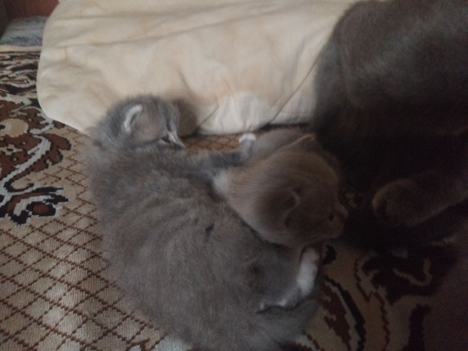 Продам котят мальчики и 1 девочка