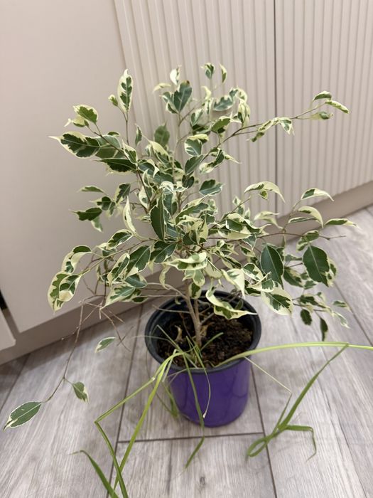 Продам Фикус бенжамина