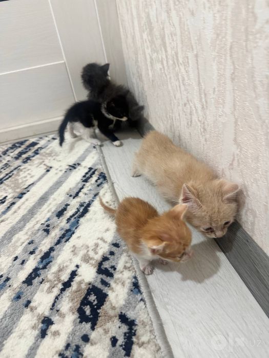 Отдам котят в хорошие руки