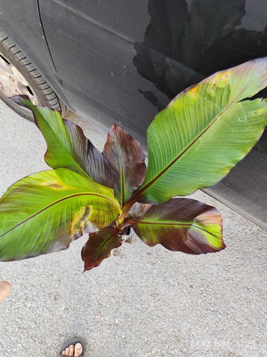 Банановото дърво на Абисиния - Червен Банан или етиопски банан