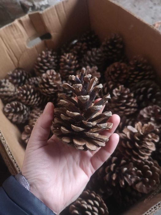 Vand conuri de pin / conuri de brad MARI, TARI, PERFECTE