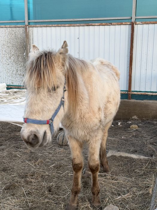 Тай сатылады 350мың