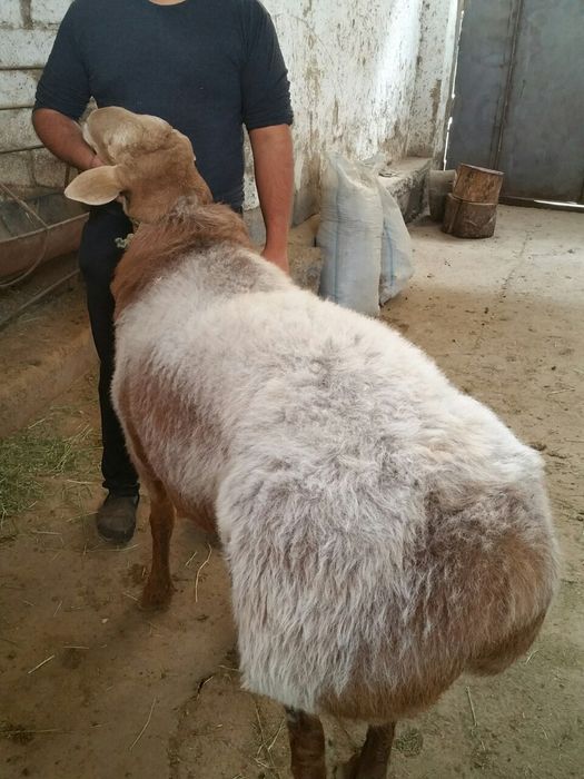 Qoylar qoy Qõchqorla sotladi gõshtini kilosga 135.000 mingdan  aksiya