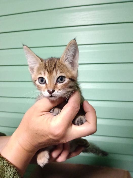 Срочно котята ищут дом
