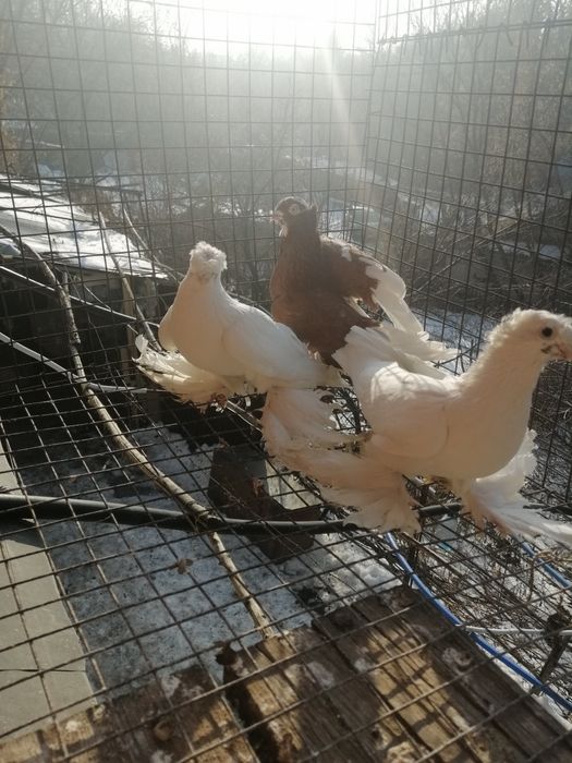 Продам голубей, оптом