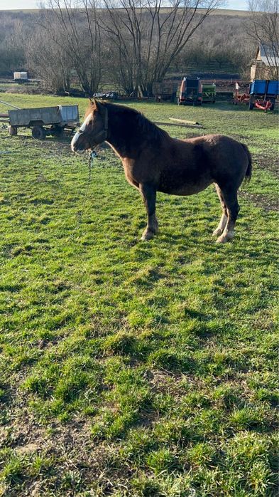 Vând iapă gestantă