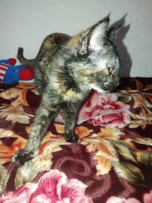 Кошки домашние одна черепашьего цвета,одна белого.