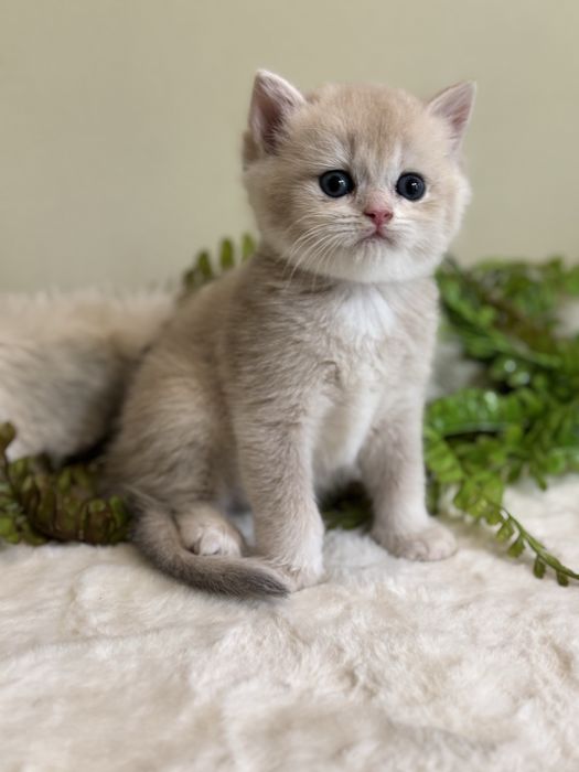 Продаются срочно британские котята
