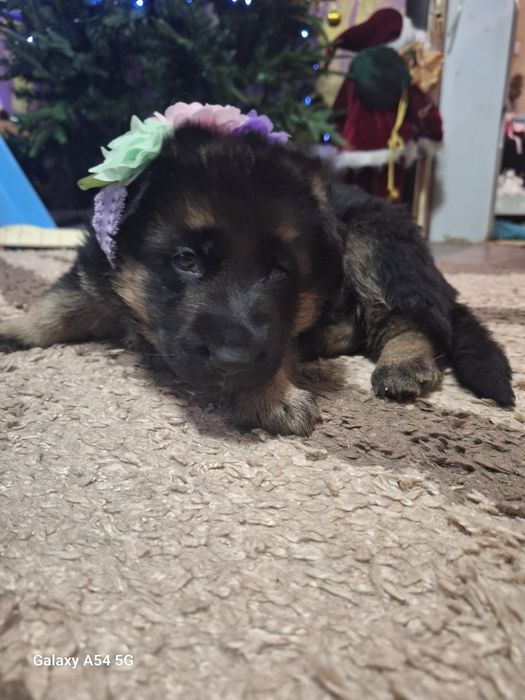 Продам щенков немецкой овчарки