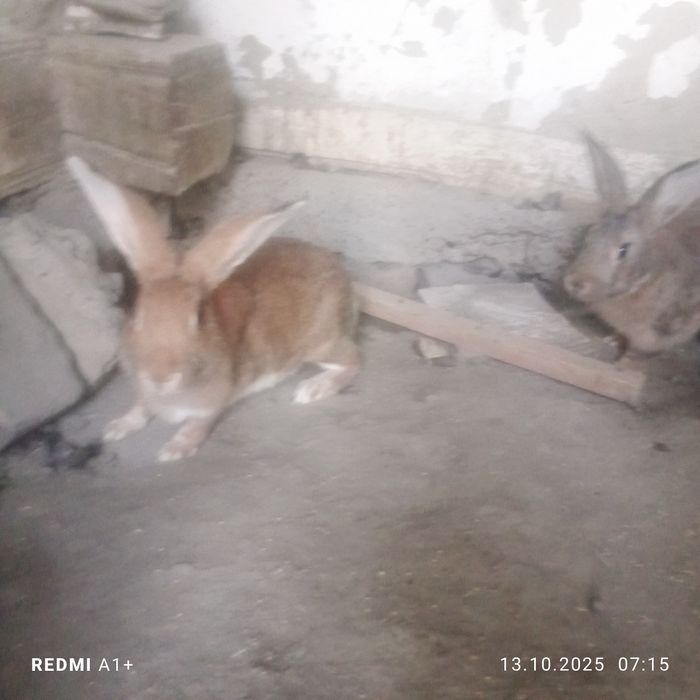 Куйонлар сотилади